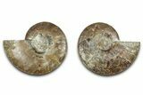 Cut & Polished, Agatized Ammonite Fossil - Madagascar #318111-1